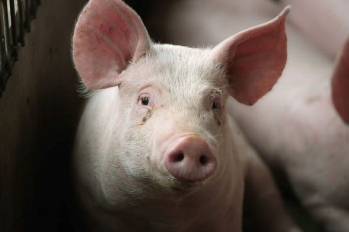 Над 15 млн. лв. обезщетения изплати БАБХ на стопанските обекти, засегнати от чумата по свинете