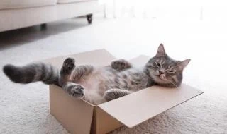 Котка направи невиждан преход през Средиземно море