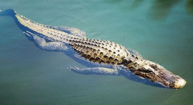 Крокодил се появи в река в Германия (СНИМКИ)