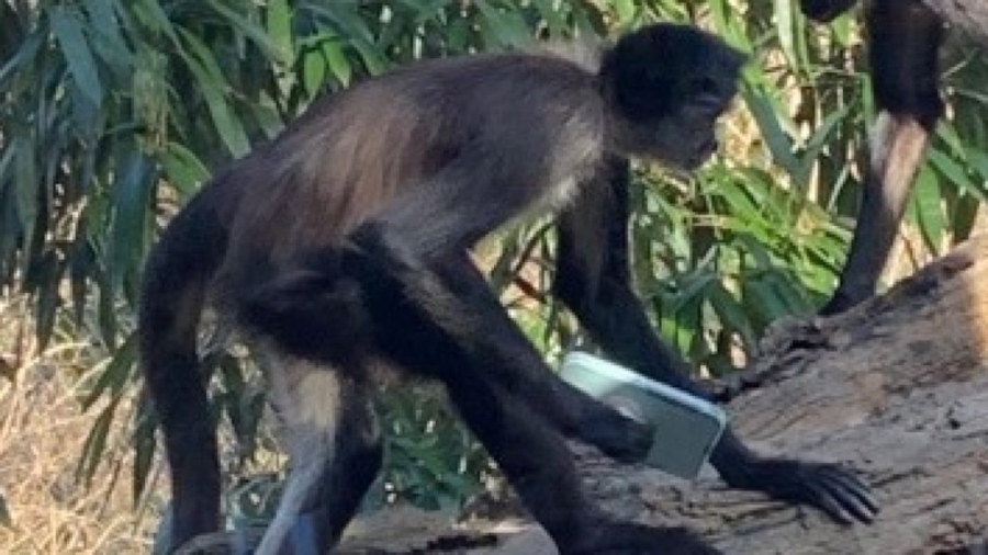 Маймуна краде смартфон, за да си прави селфита