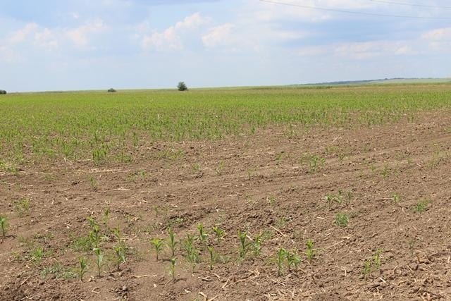 Танева: Компенсираме земеделци с пропаднали площи заради сушата