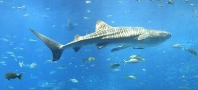 Аквариум в Хонконг предлага йога с акули (СНИМКИ)