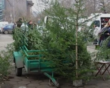 Пускат на пазара половин коледни елхи (СНИМКА)