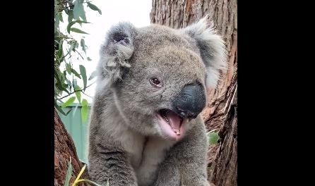 Вижте как ръмжи една ядосана коала (ВИДЕО)