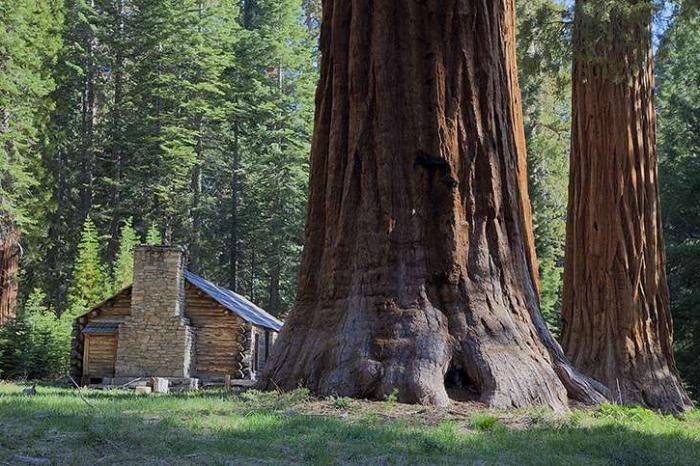 Колко тона тежат гигантските секвои в Калифорния