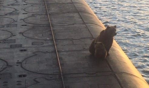Руски военни застреляха мечка с малкото й, изкачили се на ядрена подводница (СНИМКА+ВИДЕО)