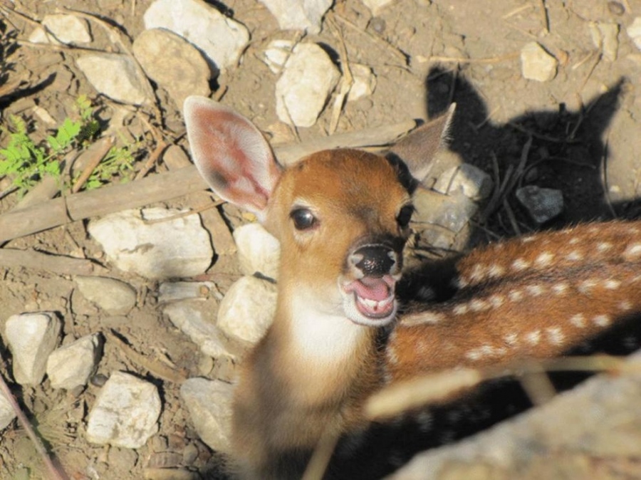 Роди се петнисто виетнамско еленче в столичния зоопарк