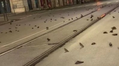 Заради фойерверките: Стотици мъртви птици в Рим