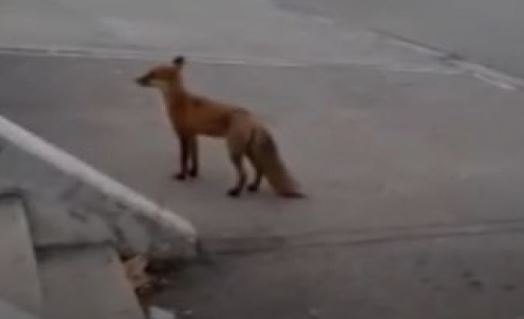 Лисица се разходи посред бял ден в София