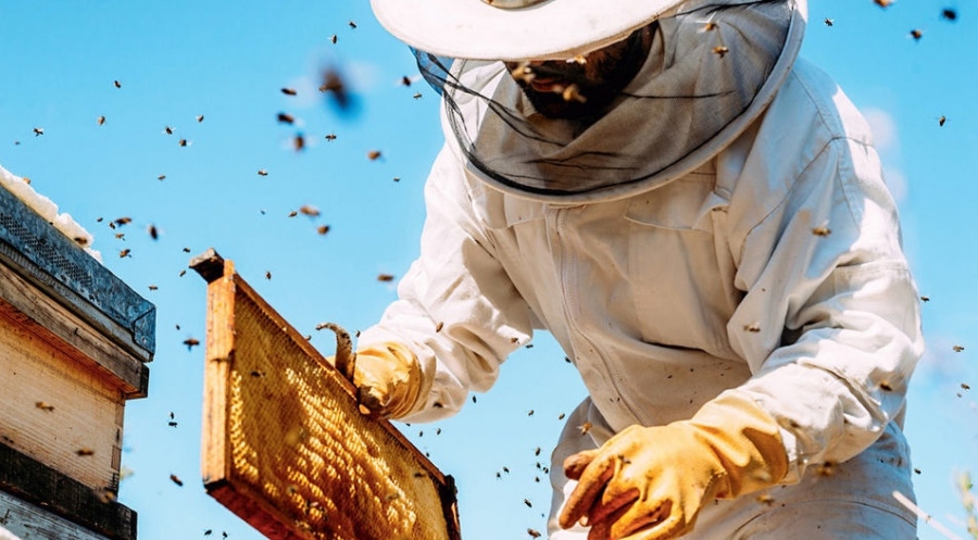 500 пчелари и производители са се регистрирали до момента в електронната система за контрол на пръсканията