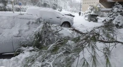 Паднали дървета премазаха коли в Пампорово