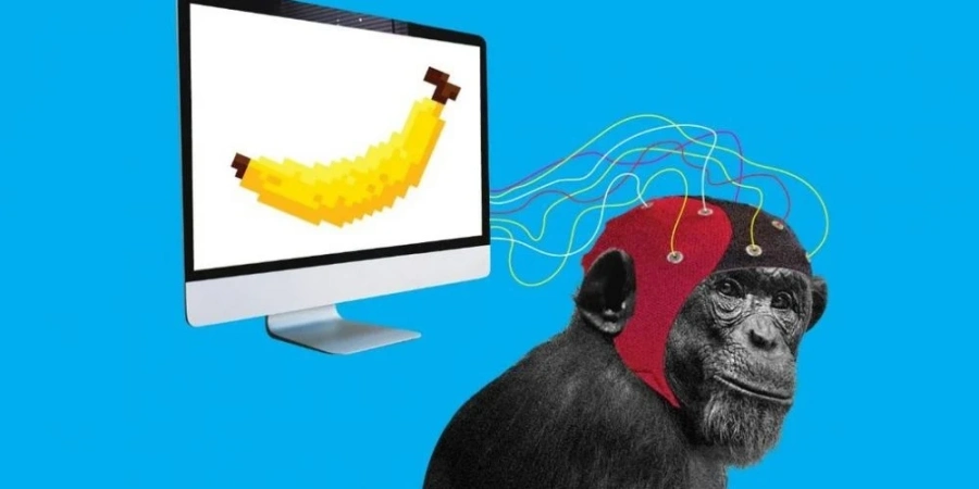 Илон Мъск чипира маймуна и я научи да играе видеоигри