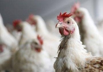 В Русия се появи първи случай на заразен човек с нов тип птичи грип