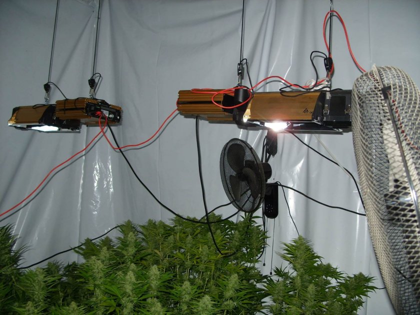 Криминалисти от РУ Дряново разкриха малка оранжерия изградена в къща в