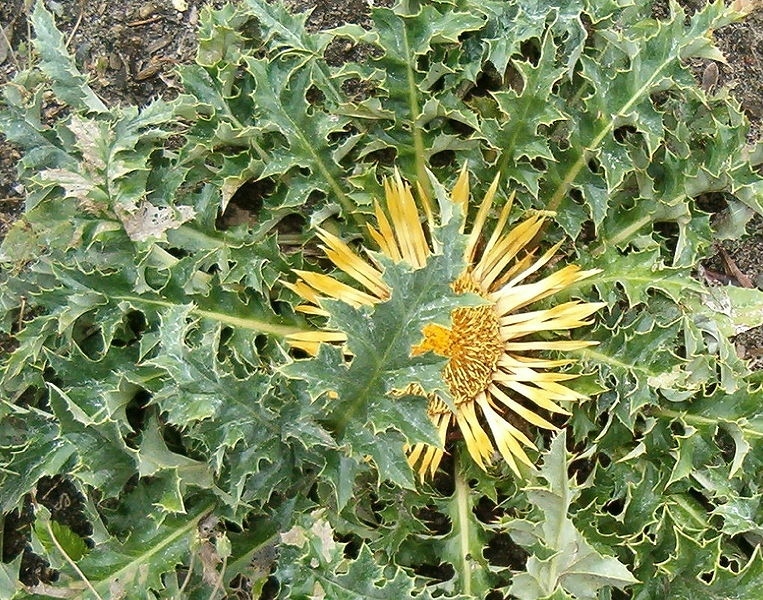 Билката, която лекува и пази от злото