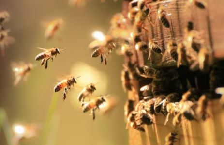 Нидерландски изследователи са обучили пчели които имат необичайно изострено обоняние
