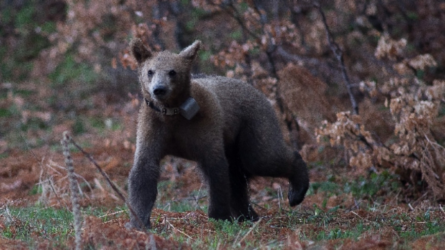 Мече е спасено в землището на с. Смилян