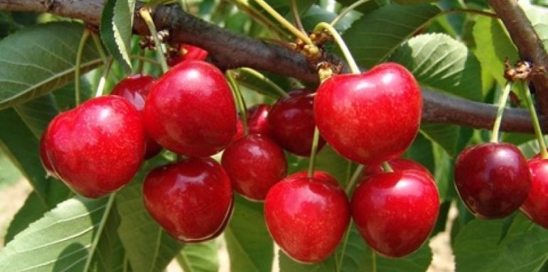 Започва черешоберът в Кюстендилско