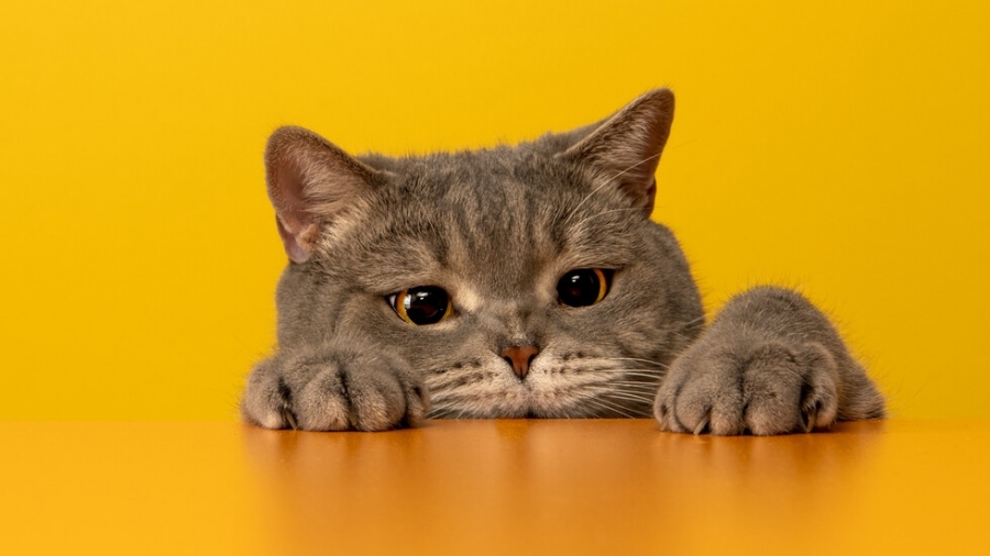 Между котките и собствениците им съществуват пет вида взаимоотношения