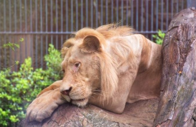 Лъв се зарази с новия вариант на коронавирус в Шри Ланка