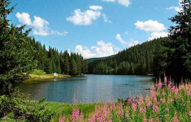 Само Партия на ЗЕЛЕНИТЕ работи за опазването на българската природа  