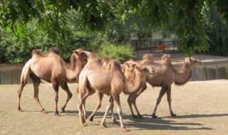 Столичният зоопарк се сдоби с нови четири двугърби камили Те