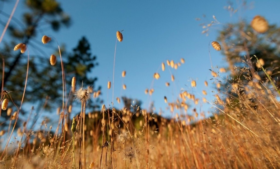 Днес слънчево с максимални температури между 33° и 38°