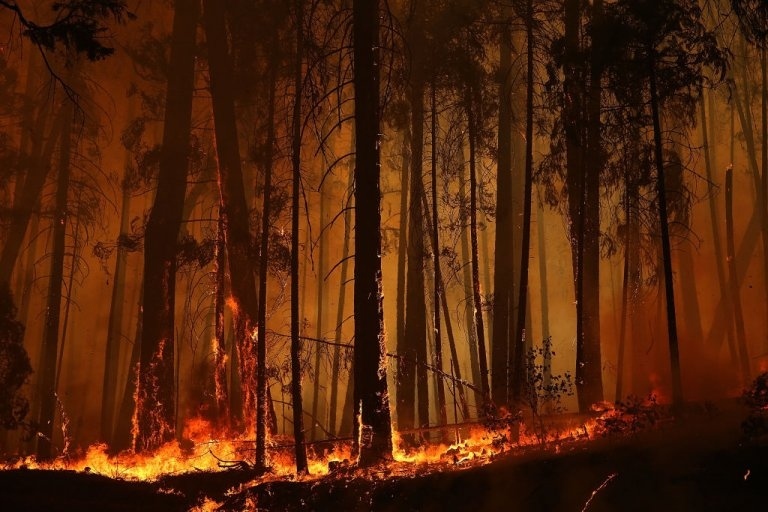 Пожари са унищожили 91 хиляди хектара гори в Турция през последното десетилетие