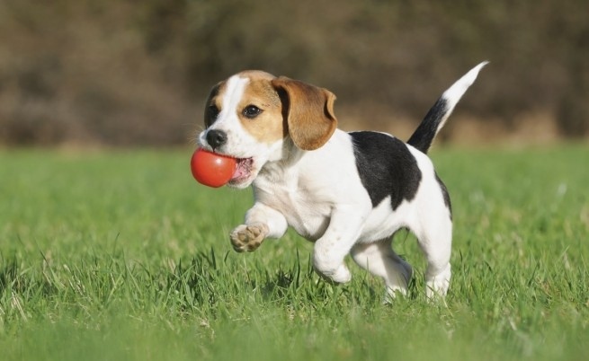 Как да удължим живота на домашния си любимец?