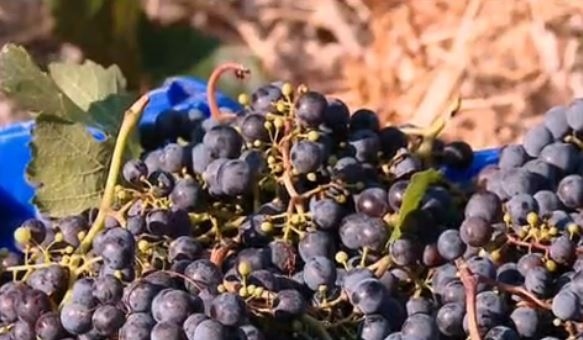 80 милиона литра вино от миналогодишната реколта стои на склад