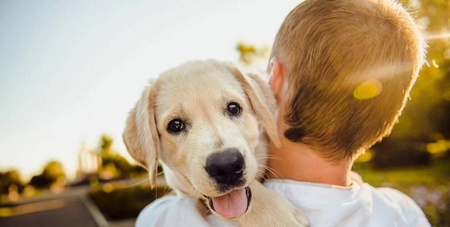 Най-добрият приятел на човека днес има празник