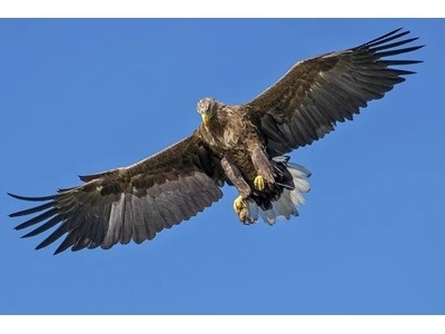 До 30% от хищните птици са застрашени от изчезване