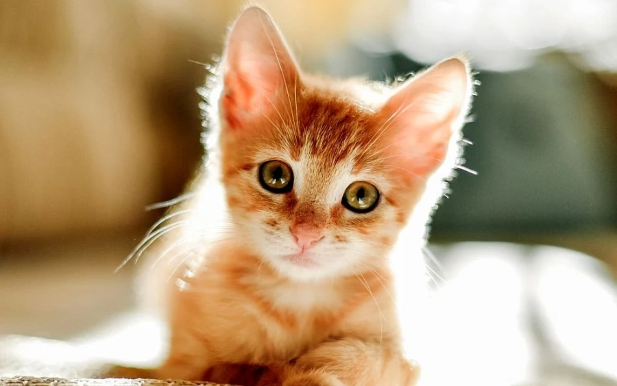 Котките крият в себе си 7 самоличности