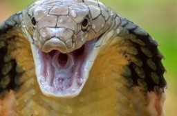 Мъж уби жена си, пусна кобра в леглото ѝ