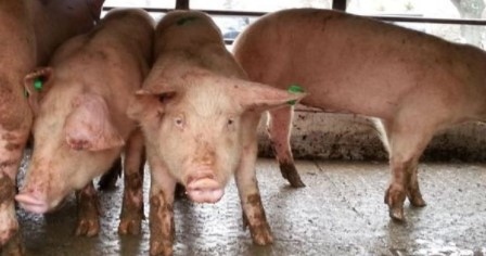 Огнище на африканска чума по свинете е открито край Пловдив