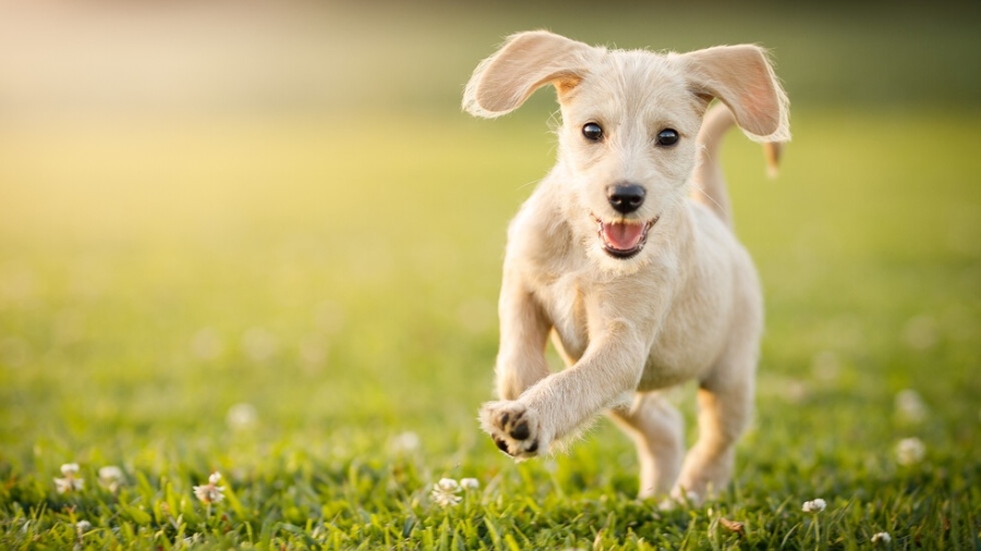 Езикът на тялото- по-важен от думите при дресировката на кучета