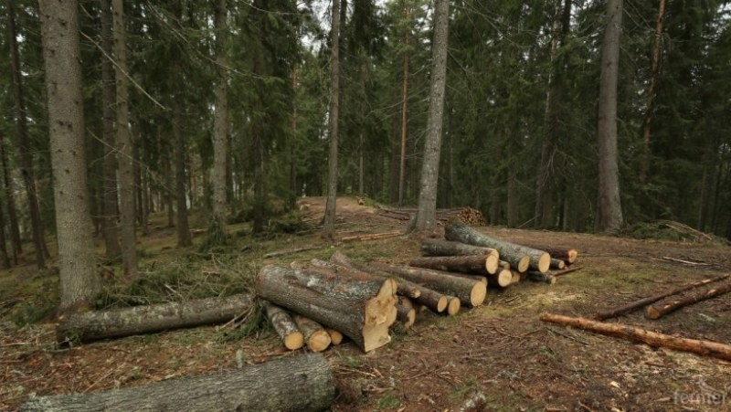 Агенцията по горите с ново приложение за проверка на транспортиращите дървесина превозни средства