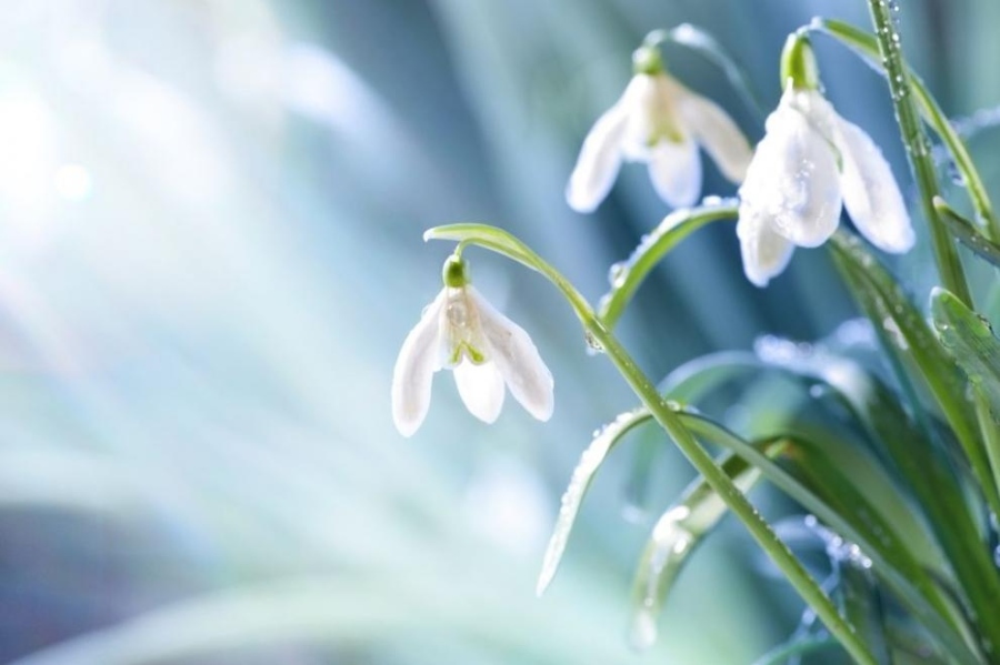 Февруари започва със студ и сняг, около 10 -15 ще е топло с градуси до 15°  