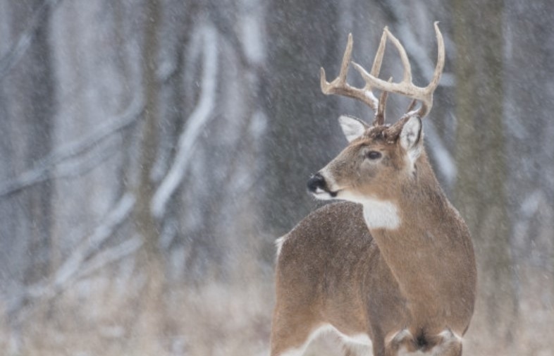 Учени откриха Омикрон и сред дивите животни