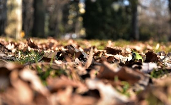 Пет деца нападнати и ухапани от домашно куче в София