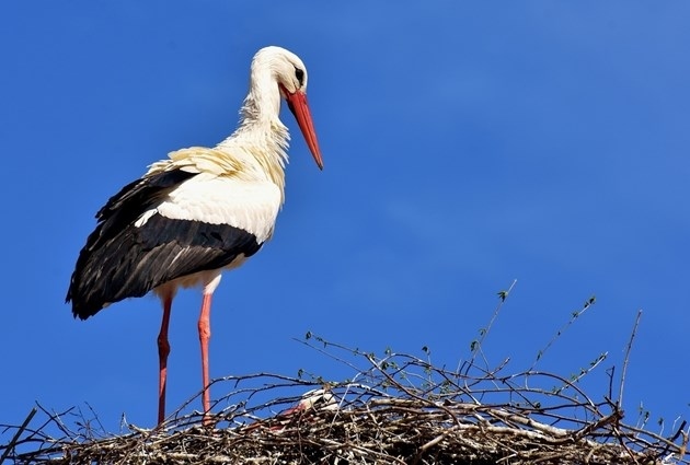 Първият щъркел пристигна в България