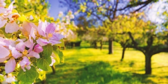 Проф. Рачев: Април ще е топъл с температури малко над нормата