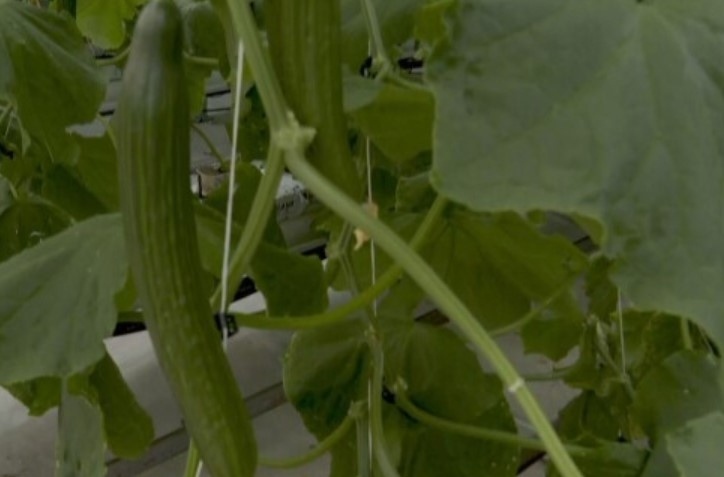 Производител на краставици: цената им няма да падне