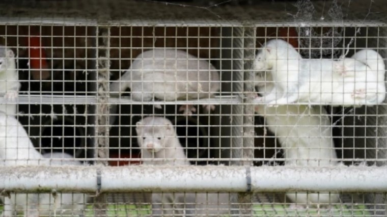 МОСВ забранява вноса и развъждането на норки у нас