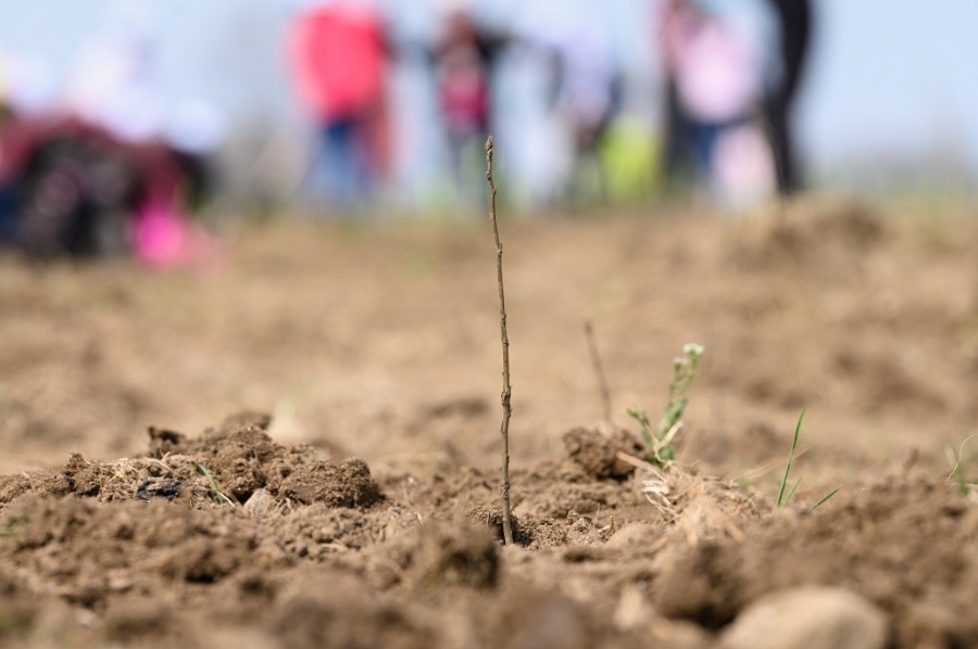 Пощенска банка се включи в тазгодишното издание на инициативата Новата гора на София