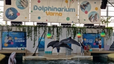Делфинариум Варна започва да посреща чуждите туристи