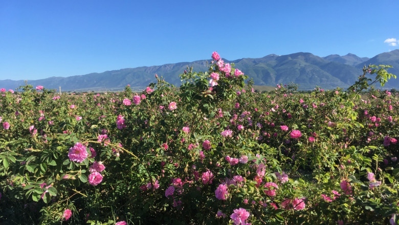 Розопроизводството да стане стратегически сектор за България, настояват от бранша