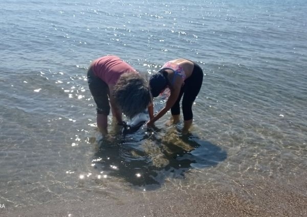 Бедстващ делфин спаси екип на екоинспекцията в Бургас