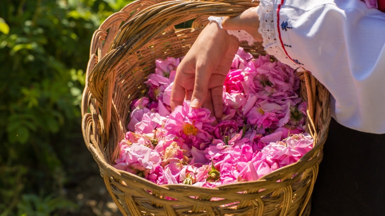 В Казанлък започна кампанията по прибирането на розовия цвят.
Ритуалът розобер