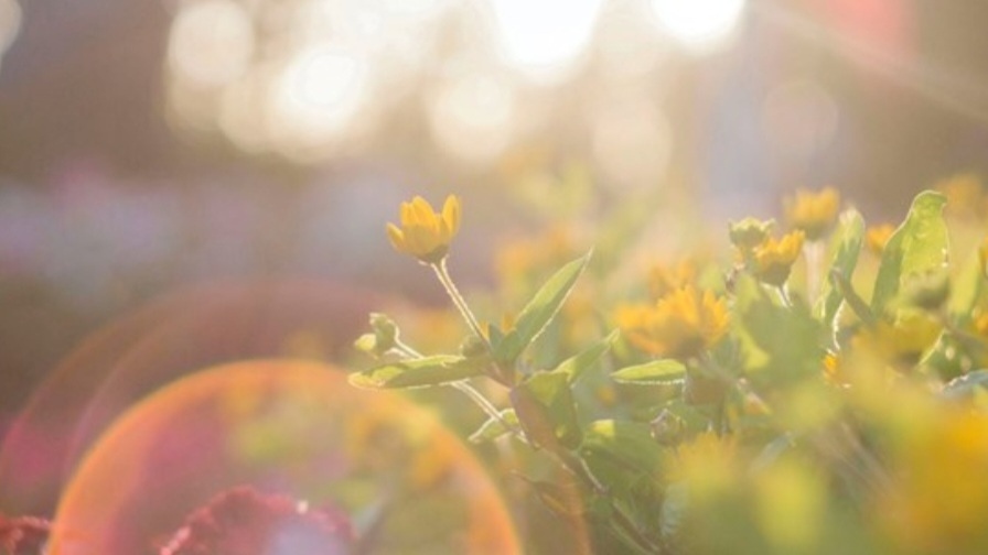 Днес слънчево с максимални температури между 26° и 31°